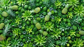 Vibrant Pineapple Photo Backgrounds: Perfect for Any Use